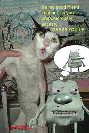 lol-funniest-cat-picture