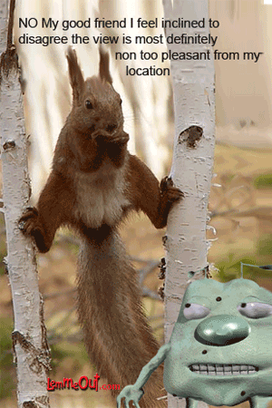 lol-funniest-animal-pictures