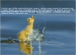 lol-lemme-and-cute-duck
