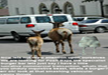 lol-lemme-and-funny-animal-picture